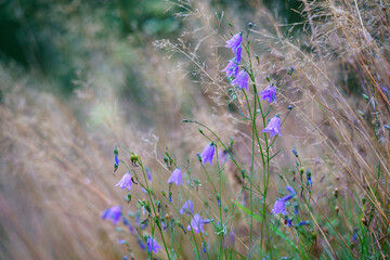 Glockenblumen am Wanderweg
