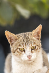 Obraz premium An extreme close-up portrait of a cat with its eyes, nose and whiskers