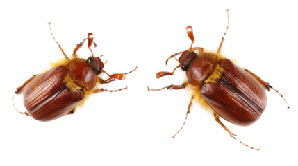 Set Cockchafer, Maybug, Maybeetle or doodlebug