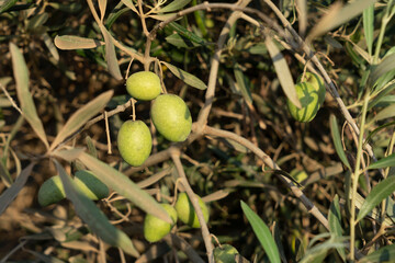 Green olives on the tree for picking