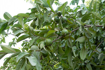 Ripe guavas on the tree before picking