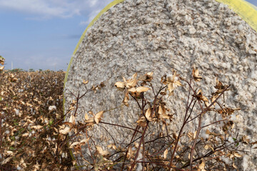 A cotton field after picking with the plants without the cotton