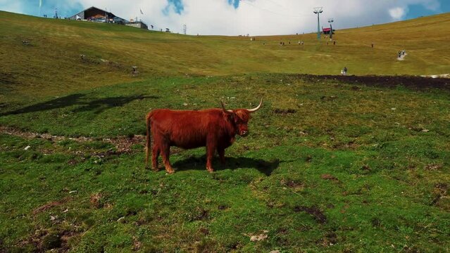 Buffalo highland cows on the hills of Cesede in Italy