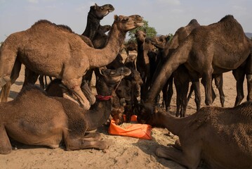 Closeup shot of dromedary camels in the desert on a sunny day