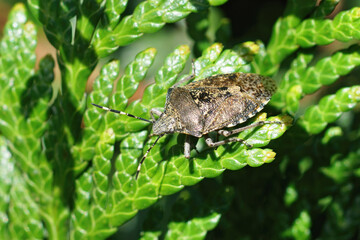 Close up on an adult mottled grey shieldbug, Rhaphigaster nebulosa in the sunlight