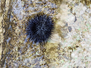 Black sea urchin on the stone in the water of Adriatic sea near Split, Croatia.