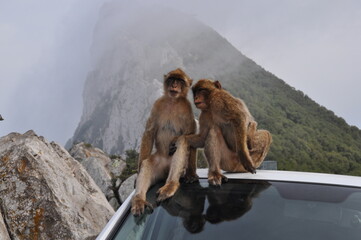 Monkeys of Gibraltar