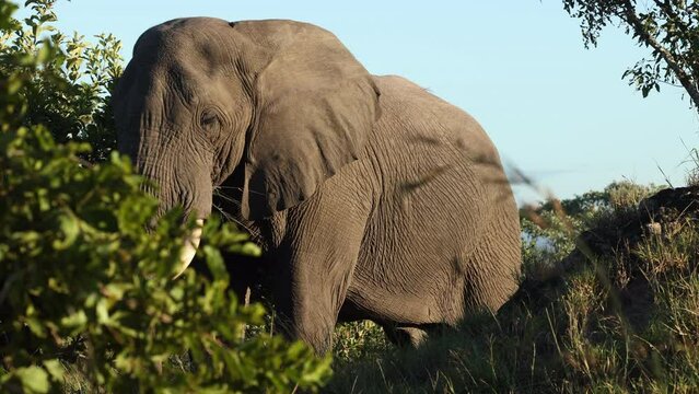 A stunning image of an African elephant standing in the middle of a green bush in the wilderness. 