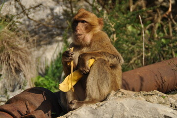 Monkeys of Gibraltar