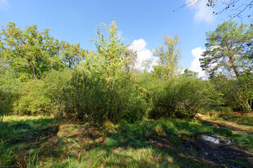 Fairies pond without water, ,climate change in Fontainebleau forest