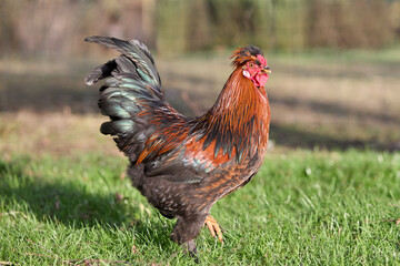 Red rooster free range in garden