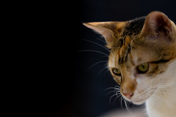 Selective focus close up Portrait of a cat with its eyes and copy space