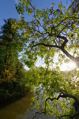 Obraz premium Daumesnil lake in autumn season.. Paris 12th arrondissement