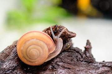 cute snail on natural wood blur background