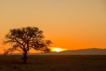Sunset in the Namib Desert, with a tree silhouetted by the setting sun.