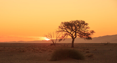 Namibian Desert sunset with silhouette of a tree against an orange sky. Namib Naukluft National park,