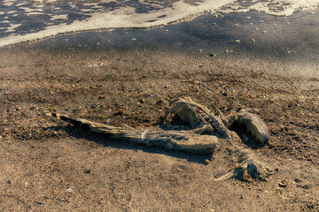These birds died on Lake Sivash in the fall migration 2022 (spring photography) from avian flu. White-headed gull (Larus cachinnans)