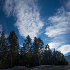 Cirrus, or Mare`s tail, clouds over the pine forest. Autumn landscape of Pirin mountains in Bansko, Bulgaria.