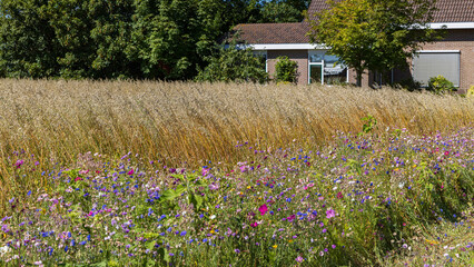 Nature inclusive agriculture with wild flowers borders along oats field wiin North Holland in The Netherlands for positive impact on biodiversity