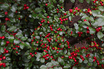 Scheinbeere, Mispel, Hecke, Garten, Beeren, Früchte