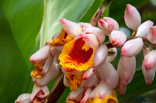 Sydney Australia, close-up of bright shell ginger flowers and buds
