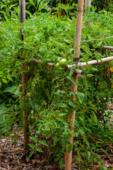 Sydney Australia, unripe fruit on tomato plant in vegetable garden