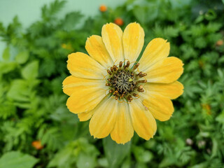 Yellow Zinnia elegans flower in Romania