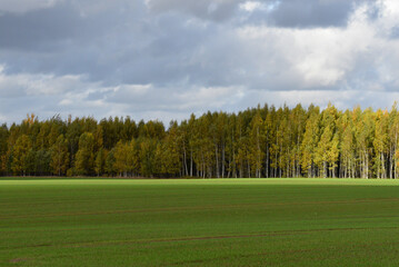 Plakat a beautifully sunlit green meadow where yellow-green birches can be seen in the distance in autumn