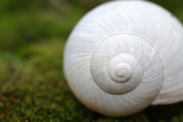 coquille d'escargot