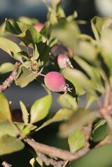 Bright pink cranberry growing on the branch.