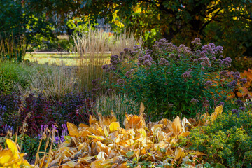 Obraz premium Autumn garden with flowering plants. Perennials in the botanical garden in autumn season