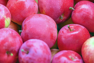 Freshly picked red apples are sold in the market. Autumn fruit harvest.