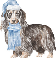 Dachshund dog in winter clothes
