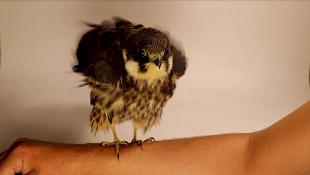 Eurasian hobby.
Falcon stands at the hands of a veterinarian without wearing gloves to show the sharpness of these claws on human skin, although this falcon is somewhat not wild.
Sharp Falcon claws