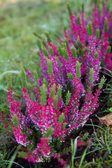Obraz premium Common heather (Calluna vulgaris) blooming