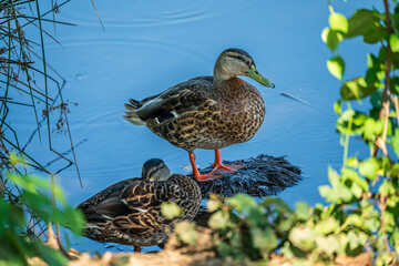 Mallard ducks on the pond
