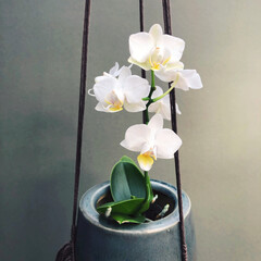 White orchid in a hanging macrame plant pot