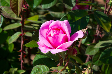 Beautiful pink rose in a garden ideal for wallpaper