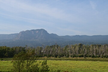 forest in the mountains