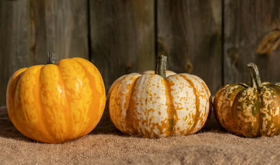 three vegatable squash in the autumn light, yellow and golds, isolated from background