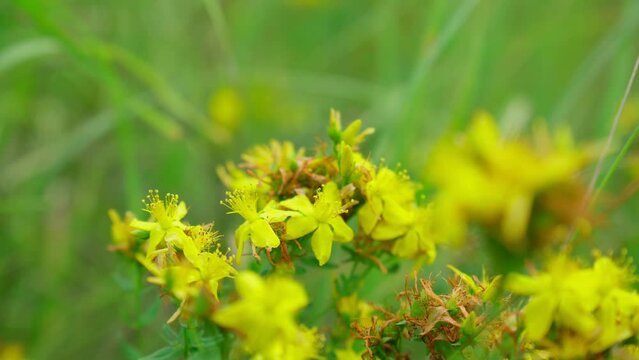 St. Johns wort flowers Hypericum perforatum or St. Johns wort in the meadow, selective focus