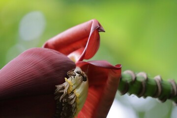 bee on flower