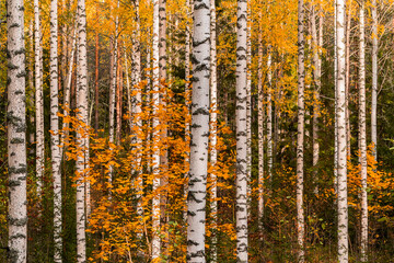 birch forest in autumn