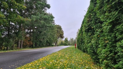 Autumn in the village. Green and yellow tree leaves and grass