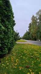 Autumn in the village. Green and yellow tree leaves and grass