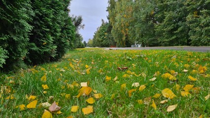 Autumn in the village. Green and yellow tree leaves and grass