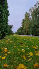 Fototapeta premium Autumn in the village. Green and yellow tree leaves and grass