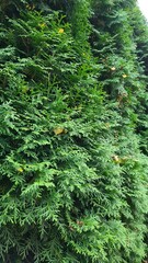 Thuja - a plant that is green all year round