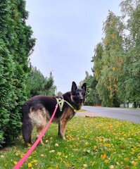 German shepherd goes for a walk