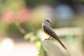 suiriri (Tyrannus melancholicus)